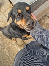 LUCKY2, Hund, Mischlingshund in Rumänien - Bild 8