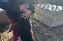 LUCKY2, Hund, Mischlingshund in Rumänien - Bild 9