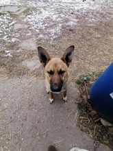 REXI, Hund, Deutscher Schäferhund-Mix in Ungarn - Bild 3