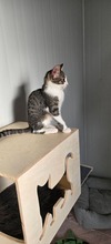 THADDÄUS, Katze, Europäisch Kurzhaar in Zypern - Bild 3