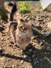 HONEY, Katze, Europäisch Kurzhaar in Zypern - Bild 2