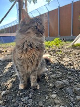 HONEY, Katze, Europäisch Kurzhaar in Zypern - Bild 4