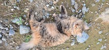 HONEY, Katze, Europäisch Kurzhaar in Zypern - Bild 5