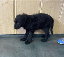 BARBER, Hund, Mischlingshund in Mülheim - Bild 3