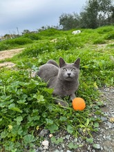 IMANI, Katze, Europäisch Kurzhaar in Zypern - Bild 1