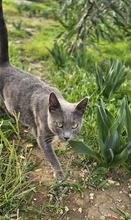 IMANI, Katze, Europäisch Kurzhaar in Zypern - Bild 2