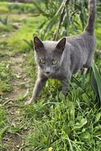 IMANI, Katze, Europäisch Kurzhaar in Zypern - Bild 3