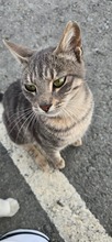 BERYL, Katze, Europäisch Kurzhaar in Zypern - Bild 1