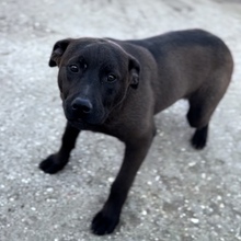 NEVIN, Hund, Mischlingshund in Ungarn - Bild 1