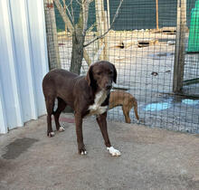 EVANIA, Hund, Mischlingshund in Portugal - Bild 3