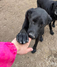 KAROL, Hund, Mischlingshund in Portugal - Bild 3