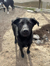 KAROL, Hund, Mischlingshund in Portugal - Bild 4