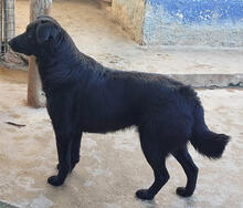 KARMEN, Hund, Mischlingshund in Portugal - Bild 2