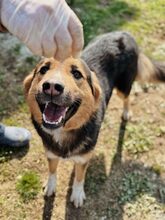 ENZO, Hund, Mischlingshund in Griechenland - Bild 3