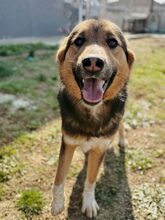 ENZO, Hund, Mischlingshund in Griechenland - Bild 4