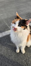 MARA, Katze, Europäisch Kurzhaar in Zypern - Bild 2