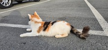 MARA, Katze, Europäisch Kurzhaar in Zypern - Bild 3