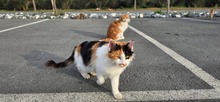 MARA, Katze, Europäisch Kurzhaar in Zypern - Bild 4