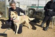 OSO, Hund, Mischlingshund in Spanien - Bild 4