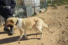 OSO, Hund, Mischlingshund in Spanien - Bild 5