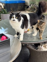 RICHIE, Katze, Europäisch Kurzhaar in Zypern - Bild 2