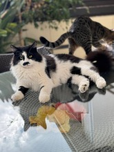 RICHIE, Katze, Europäisch Kurzhaar in Zypern - Bild 4