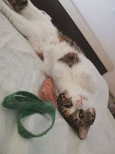 MONA, Katze, Europäisch Kurzhaar in Zypern - Bild 3