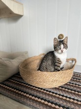 SERAFINA, Katze, Europäisch Kurzhaar in Zypern - Bild 3