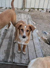 GRETEL, Hund, Mischlingshund in Portugal - Bild 4