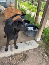 FRAUHOLLE, Hund, Mischlingshund in Portugal - Bild 5