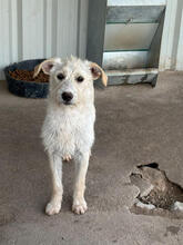 SCHNEEWITTCHEN, Hund, Mischlingshund in Portugal - Bild 1