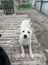 SCHNEEWITTCHEN, Hund, Mischlingshund in Portugal - Bild 2