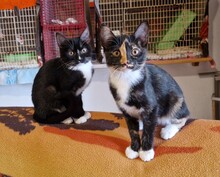 FILEMON, Katze, Norwegische Waldkatze-Mix in Riedenburg - Bild 6