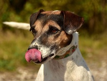 ARTHURY145, Hund, Mischlingshund in Slowakische Republik - Bild 10