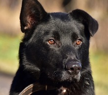 BOSTON, Hund, Mischlingshund in Slowakische Republik - Bild 1