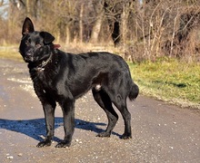 BOSTON, Hund, Mischlingshund in Slowakische Republik - Bild 2