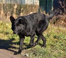 BOSTON, Hund, Mischlingshund in Slowakische Republik - Bild 3