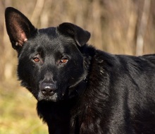 BOSTON, Hund, Mischlingshund in Slowakische Republik - Bild 6