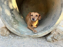 MONI, Hund, Mischlingshund in Portugal - Bild 2