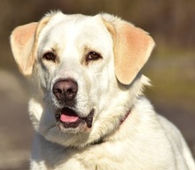 LOTKA, Hund, Mischlingshund in Slowakische Republik - Bild 1