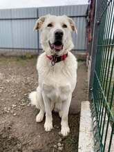 LOTKA, Hund, Mischlingshund in Slowakische Republik - Bild 10