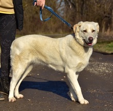 LOTKA, Hund, Mischlingshund in Slowakische Republik - Bild 11