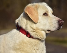 LOTKA, Hund, Mischlingshund in Slowakische Republik - Bild 12