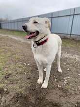 LOTKA, Hund, Mischlingshund in Slowakische Republik - Bild 13