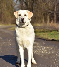 LOTKA, Hund, Mischlingshund in Slowakische Republik - Bild 15