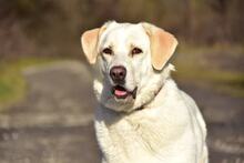 LOTKA, Hund, Mischlingshund in Slowakische Republik - Bild 16