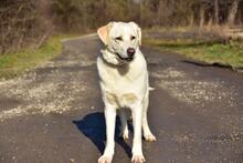 LOTKA, Hund, Mischlingshund in Slowakische Republik - Bild 17