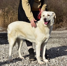 LOTKA, Hund, Mischlingshund in Slowakische Republik - Bild 18