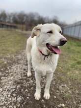 LOTKA, Hund, Mischlingshund in Slowakische Republik - Bild 19