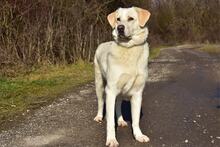 LOTKA, Hund, Mischlingshund in Slowakische Republik - Bild 2